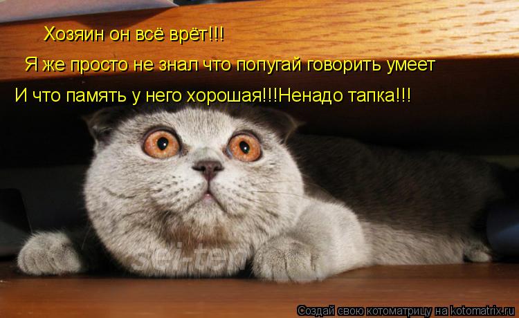 Хозяин он всё врёт!!! Я же просто не знал что попугай говорить умеет И что память у него хорошая!!!Не... Котоматрица: Хозяин он всё врёт!!! Я же просто не знал что попугай говорить умеет И что память у него хорошая!!!Ненадо тапка!!!