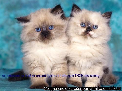 ех, серовно ты мой младший братик я тебе дам ТВОЮ половину... Котоматрица: ех, серовно ты мой младший братик я тебе дам ТВОЮ половину