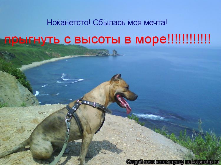 Ноканетсто! Сбылась моя мечта! прыгнуть с высоты в море!!!!!!!!!!!!... Котоматрица: Ноканетсто! Сбылась моя мечта! прыгнуть с высоты в море!!!!!!!!!!!!