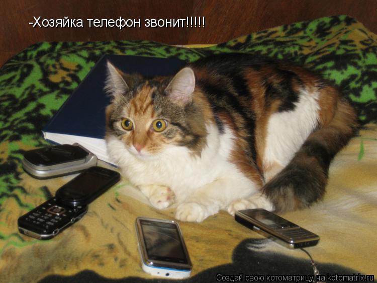 -Хозяйка телефон звонит!!!!!... Котоматрица: -Хозяйка телефон звонит!!!!!
