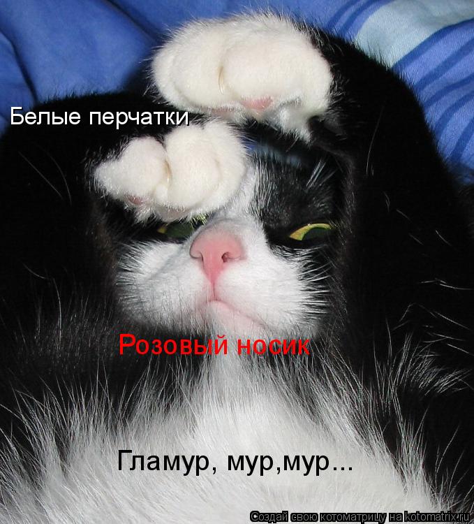 Гламур, мур,мур... Белые перчатки Розовый носик... Котоматрица: Гламур, мур,мур... Белые перчатки Розовый носик