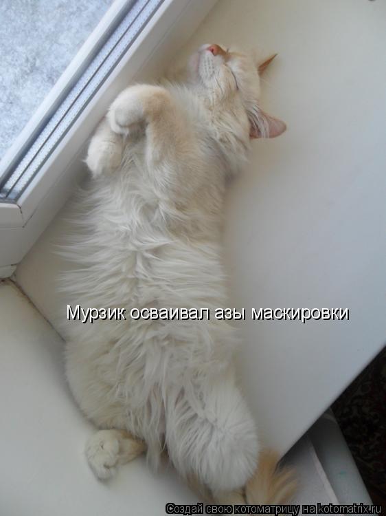 Мурзик осваивал азы маскировки... Котоматрица: Мурзик осваивал азы маскировки