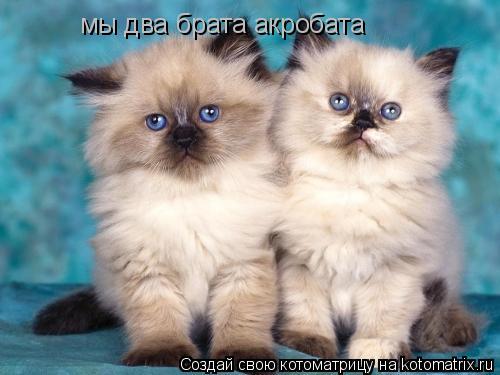 мы два брата акробата... Котоматрица: мы два брата акробата