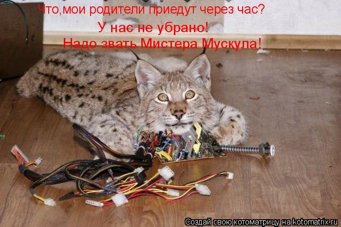 Что,мои родители приедут через час? У нас не убрано! Надо звать Мистера Мускула!... Котоматрица: Что,мои родители приедут через час? У нас не убрано! Надо звать Мистера Мускула!