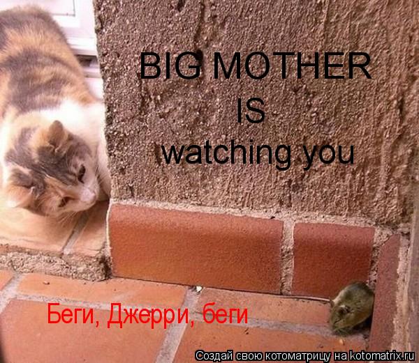 BIG MOTHER IS watching you Беги, Джерри, беги... Котоматрица: BIG MOTHER IS watching you Беги, Джерри, беги