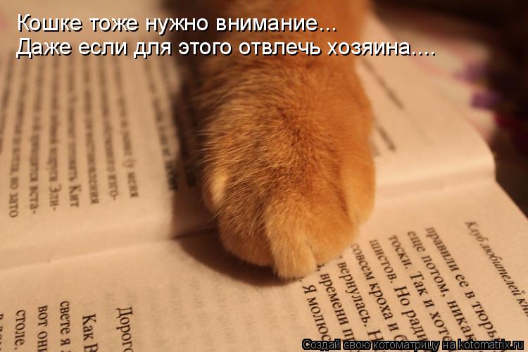 Кошке тоже нужно внимание... Даже если для этого отвлечь хозяина....... Котоматрица: Кошке тоже нужно внимание... Даже если для этого отвлечь хозяина....
