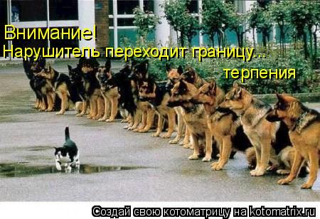 Внимание! Нарушитель переходит границу... терпения... Котоматрица: Внимание! Нарушитель переходит границу... терпения