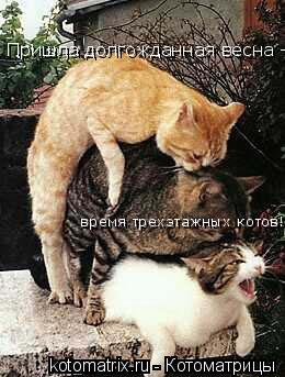 Пришла долгожданная весна - время трехэтажных котов!... Котоматрица: Пришла долгожданная весна - время трехэтажных котов!