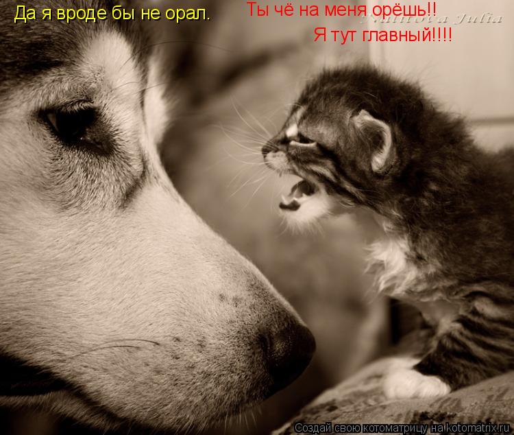 Ты чё на меня орёшь!! Я тут главный!!!! Да я вроде бы не орал.... Котоматрица: Ты чё на меня орёшь!! Я тут главный!!!! Да я вроде бы не орал.