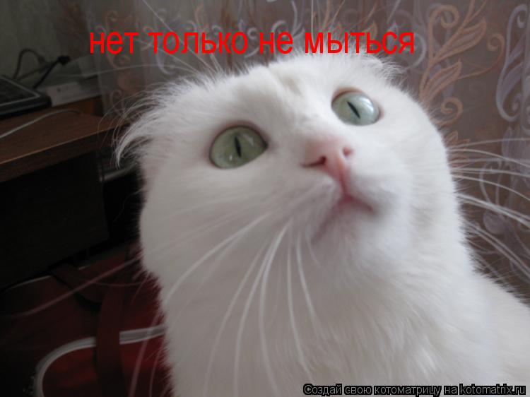 нет только не мыться... Котоматрица: нет только не мыться