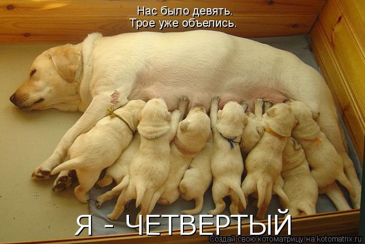 Нас было девять. Трое уже объелись. Я - ЧЕТВЕРТЫЙ... Котоматрица: Нас было девять. Трое уже объелись. Я - ЧЕТВЕРТЫЙ