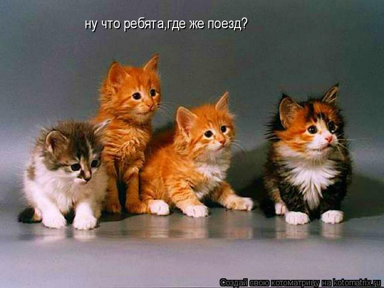 ну что ребята,где же поезд?... Котоматрица: ну что ребята,где же поезд?