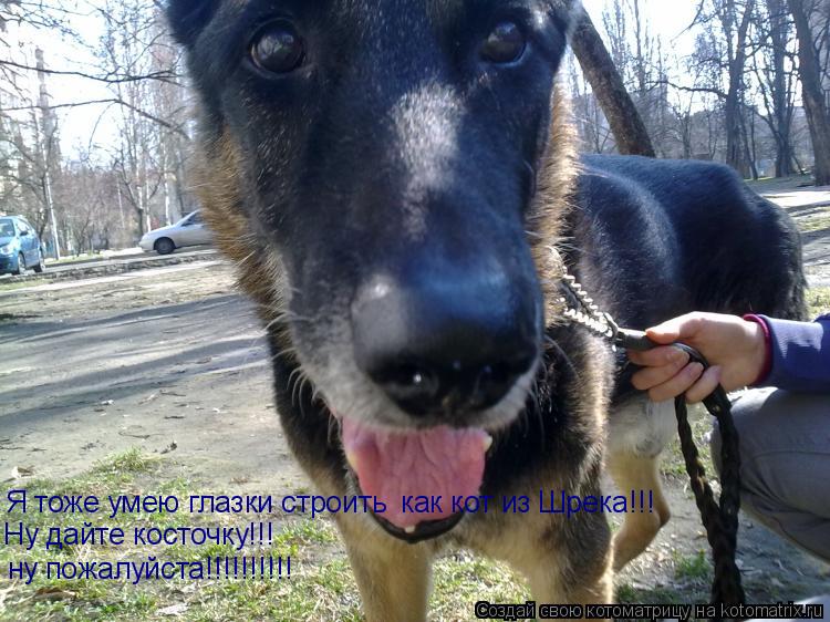 Я тоже умею глазки строить как кот из Шрека!!! Ну дайте косточку!!! ну пожалуйста!!!!!!!!!!... Котоматрица: Я тоже умею глазки строить как кот из Шрека!!! Ну дайте косточку!!! ну пожалуйста!!!!!!!!!!