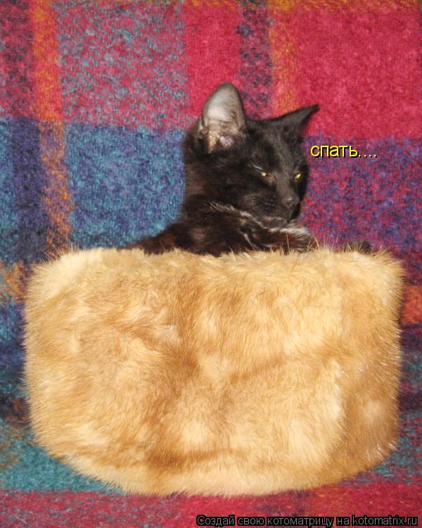 спать....... Котоматрица: спать....