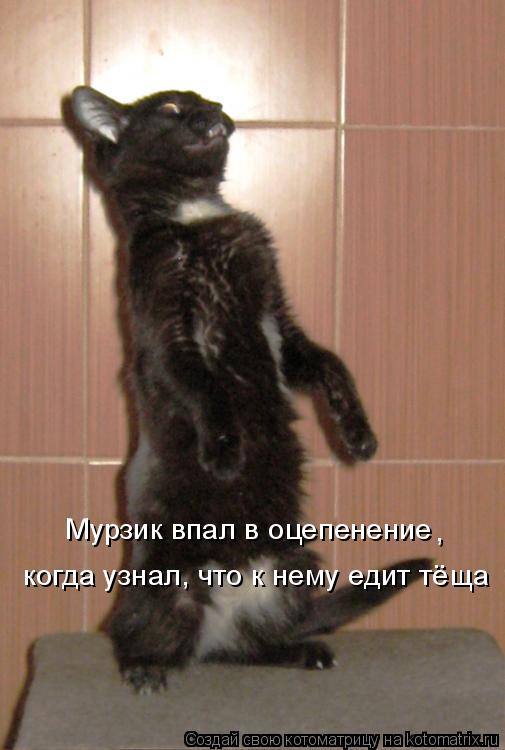 Мурзик впал в оцепенение , , когда узнал, что к нему едит тёща... Котоматрица: Мурзик впал в оцепенение , , когда узнал, что к нему едит тёща