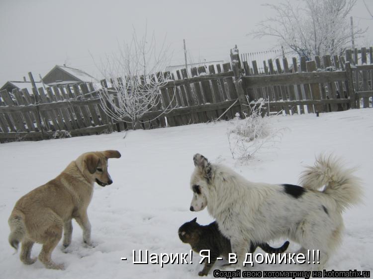 - Шарик! Я - в домике!!!... Котоматрица: - Шарик! Я - в домике!!!