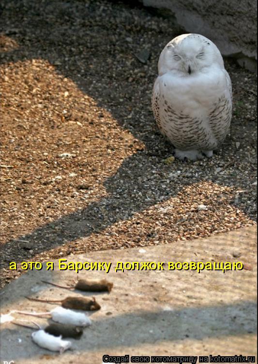 а это я Барсику должок возвращаю... Котоматрица: а это я Барсику должок возвращаю