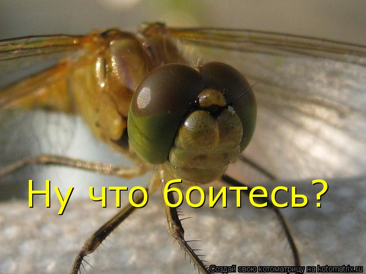 Ну что боитесь?... Котоматрица: Ну что боитесь?