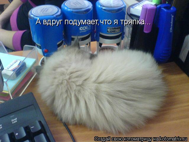 А вдруг подумает,что я тряпка...... Котоматрица: А вдруг подумает,что я тряпка...