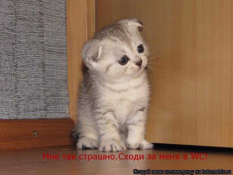 Мне так страшно.Сходи за меня в WC!... Котоматрица: Мне так страшно.Сходи за меня в WC!