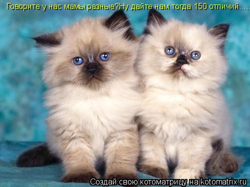 Говорите у нас мамы разные?Ну дайте нам тогда 150 отличий........ Котоматрица: Говорите у нас мамы разные?Ну дайте нам тогда 150 отличий.....