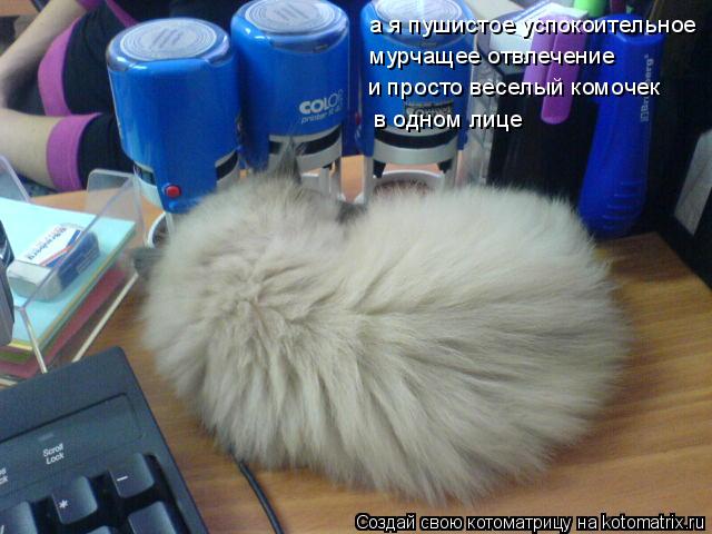 а я пушистое успокоительное мурчащее отвлечение и просто веселый комочек в одном лице... Котоматрица: а я пушистое успокоительное мурчащее отвлечение и просто веселый комочек в одном лице