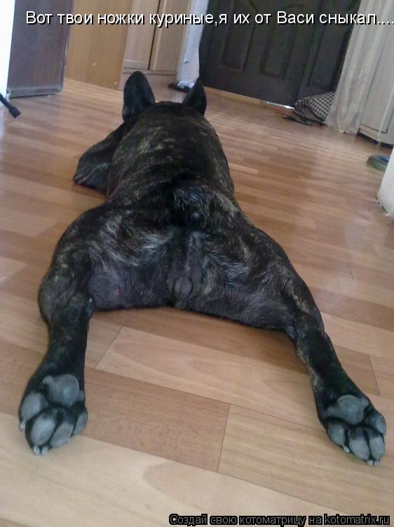 Вот твои ножки куриные,я их от Васи сныкал....... Котоматрица: Вот твои ножки куриные,я их от Васи сныкал....