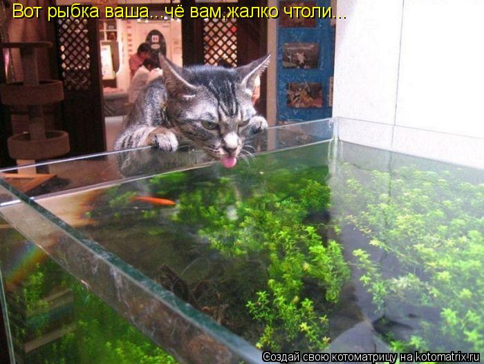 Вот рыбка ваша...чё вам,жалко чтоли...... Котоматрица: Вот рыбка ваша...чё вам,жалко чтоли...
