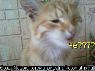 Чё????... Котоматрица: Чё????