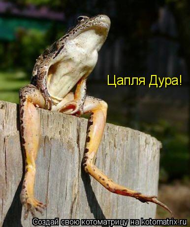 Цапля Дура!... Котоматрица: Цапля Дура!