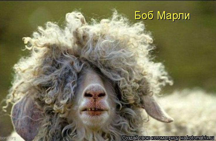 Боб Марли... Котоматрица: Боб Марли