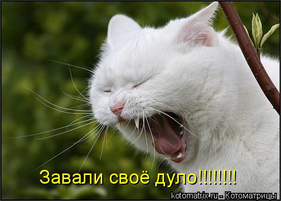Завали своё дуло!!!!!!!!... Котоматрица: Завали своё дуло!!!!!!!!