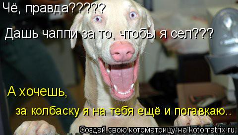 Чё, правда????? Дашь чаппи за то, чтобы я сел??? А хочешь, за колбаску я на тебя ещё и погавкаю..... Котоматрица: Чё, правда????? Дашь чаппи за то, чтобы я сел??? А хочешь, за колбаску я на тебя ещё и погавкаю..