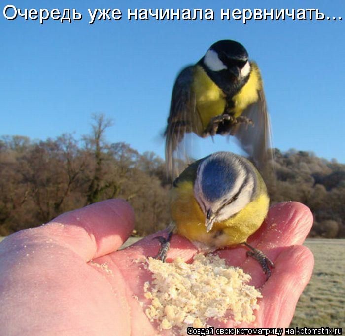 Очередь уже начинала нервничать...... Котоматрица: Очередь уже начинала нервничать...