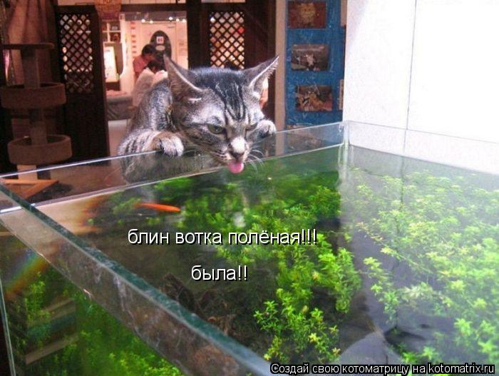блин вотка полёная!!! блин вотка полёная!!! была!! была!!... Котоматрица: блин вотка полёная!!! блин вотка полёная!!! была!! была!!