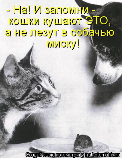 - На! И запомни - кошки кушают ЭТО, а не лезут в собачью миску!... Котоматрица: - На! И запомни - кошки кушают ЭТО, а не лезут в собачью миску!