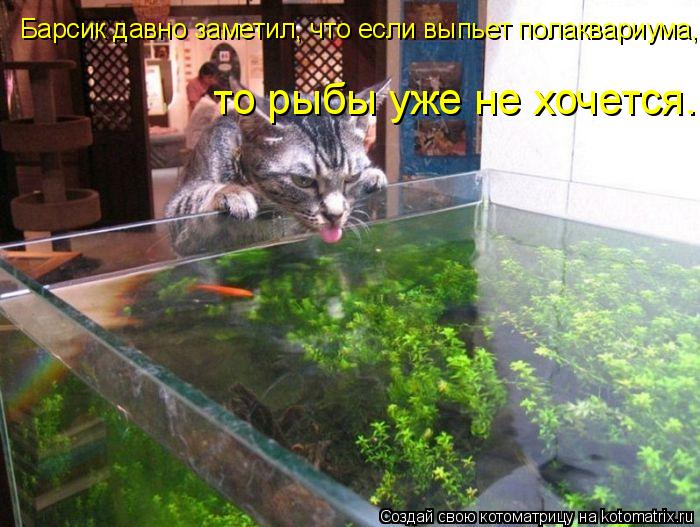 Барсик давно заметил, что если выпьет полаквариума, то рыбы уже не хочется.... Котоматрица: Барсик давно заметил, что если выпьет полаквариума, то рыбы уже не хочется.