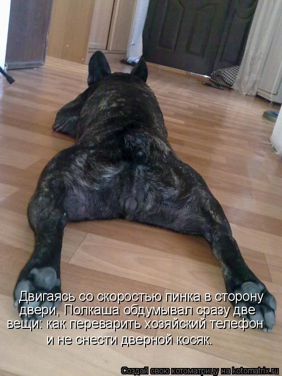 Двигаясь со скоростью пинка в сторону двери, Полкаша обдумывал сразу две вещи: как переварить хозяйс... Котоматрица: Двигаясь со скоростью пинка в сторону двери, Полкаша обдумывал сразу две вещи: как переварить хозяйский телефон и не снести дверной косяк.