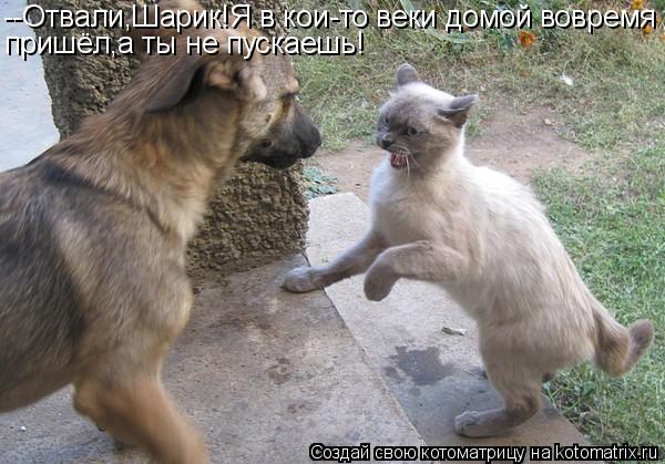 --Отвали,Шарик!Я в кои-то веки домой вовремя пришёл,а ты не пускаешь!... Котоматрица: --Отвали,Шарик!Я в кои-то веки домой вовремя пришёл,а ты не пускаешь!