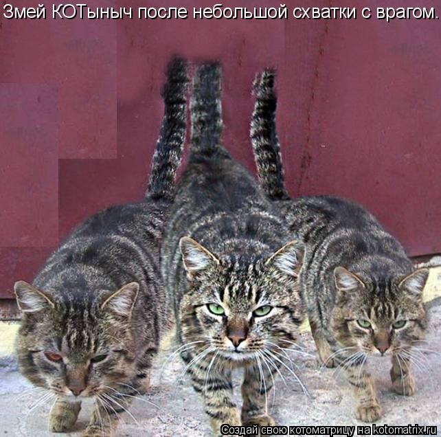 Змей КОТыныч после небольшой схватки с врагом.... Котоматрица: Змей КОТыныч после небольшой схватки с врагом.