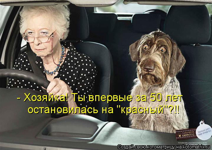 - Хозяйка! Ты впервые за 50 лет остановилась на "красный"?!!... Котоматрица: - Хозяйка! Ты впервые за 50 лет остановилась на "красный"?!!