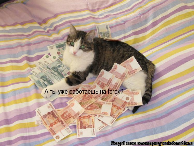 А ты уже работаешь на forex?... Котоматрица: А ты уже работаешь на forex?