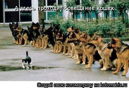 А здесь проходит совещание кошек... Котоматрица: А здесь проходит совещание кошек