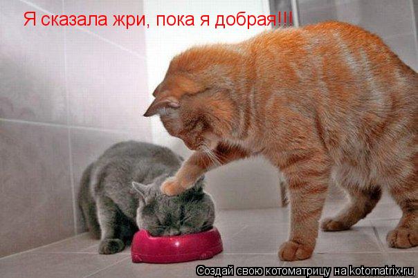 Я сказала жри, пока я добрая!!!... Котоматрица: Я сказала жри, пока я добрая!!!