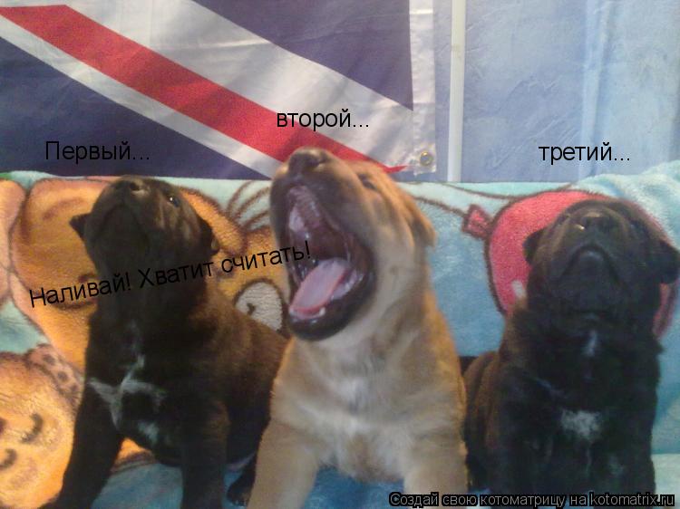 Первый... второй... третий... Наливай! Хватит считать! Наливай! Хватит считать!... Котоматрица: Первый... второй... третий... Наливай! Хватит считать! Наливай! Хватит считать!