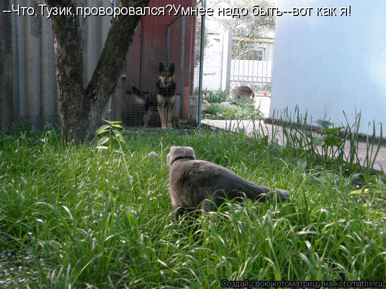--Что,Тузик,проворовался?Умнее надо быть--вот как я!... Котоматрица: --Что,Тузик,проворовался?Умнее надо быть--вот как я!