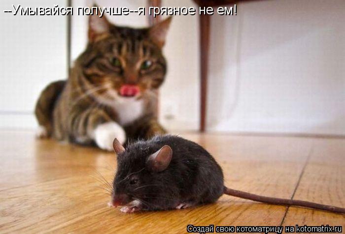 --Умывайся получше--я грязное не ем!... Котоматрица: --Умывайся получше--я грязное не ем!