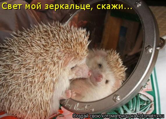 Свет мой зеркальце, скажи...... Котоматрица: Свет мой зеркальце, скажи...
