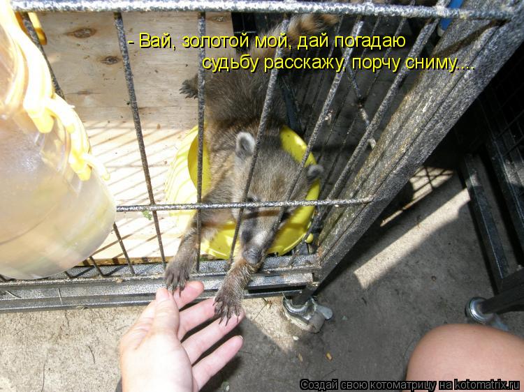 - Вай, золотой мой, дай погадаю судьбу расскажу, порчу сниму....... Котоматрица: - Вай, золотой мой, дай погадаю судьбу расскажу, порчу сниму....