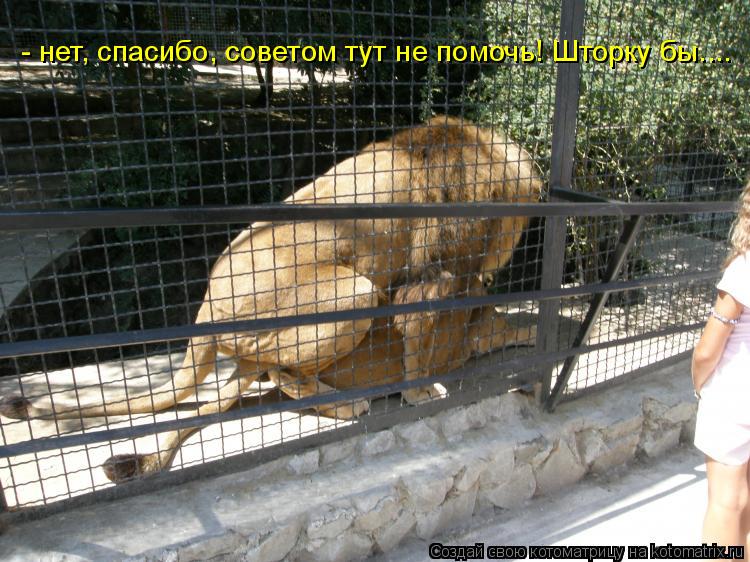 - нет, спасибо, советом тут не помочь! Шторку бы....... Котоматрица: - нет, спасибо, советом тут не помочь! Шторку бы....